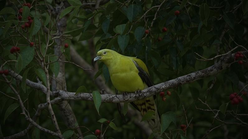 Pombo-timor-verde pode desaparecer sem ação imediata, aponta estudo
