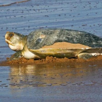 Karajarri celebram a primeira Área Protegida Indígena Marinha da Austrália