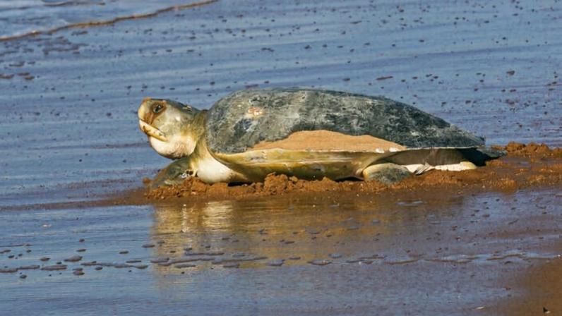 Karajarri celebram a primeira Área Protegida Indígena Marinha da Austrália