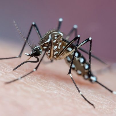 Mosquitos aprendem a gostar do cheiro do repelente, aponta estudo