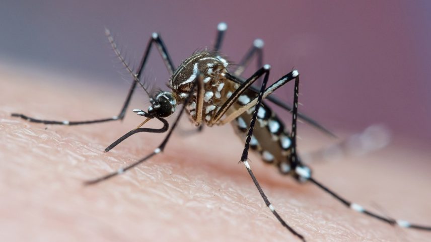 Mosquitos aprendem a gostar do cheiro do repelente, aponta estudo