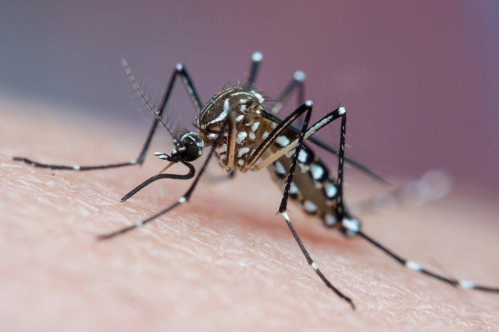 Um mosquito Aedes aegypti em close-up, com corpo preto e listras brancas, pousado sobre a pele humana, com fundo roxo desfocado