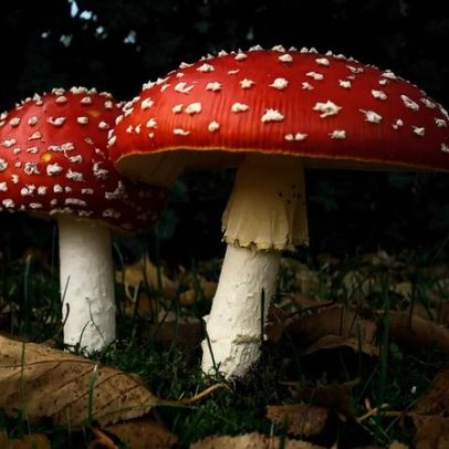 Sete cogumelos venenosos podem ser fatais, alertam especialistas