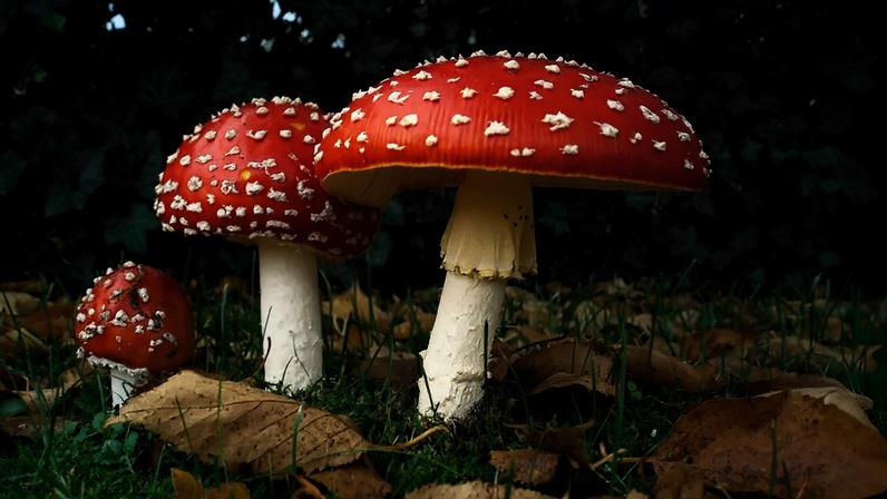 Sete cogumelos venenosos podem ser fatais, alertam especialistas