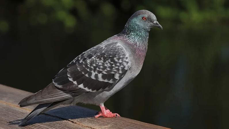 Pombo cinza com penas iridescentes verdes e roxas no pescoço, olhos laranja e patas avermelhadas, parado em uma superfície de madeira marrom com fundo escuro desfocado