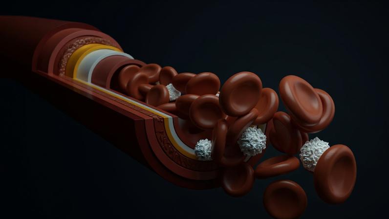 Representação 3D de um vaso sanguíneo cortado longitudinalmente, mostrando suas camadas e o fluxo de glóbulos vermelhos e brancos em um fundo vermelho com bolhas