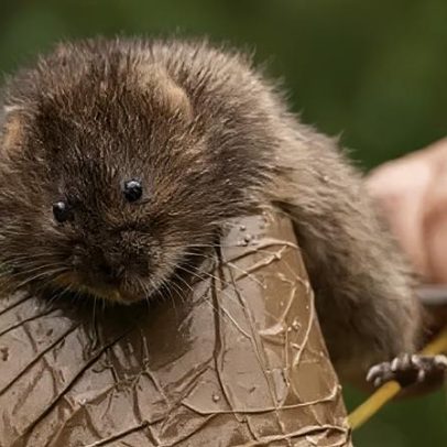 Ratos-d'água retornam à reserva após 40 anos