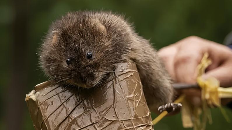 Ratos-d'água retornam à reserva após 40 anos