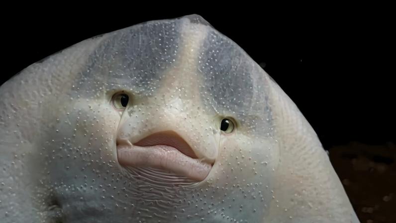 A thornback ray used in experiments to measure the impacts of electromagnetic field sensitivity rests in the Wageningen University & Research laboratory. Image courtesy of Annemiek Hermans.