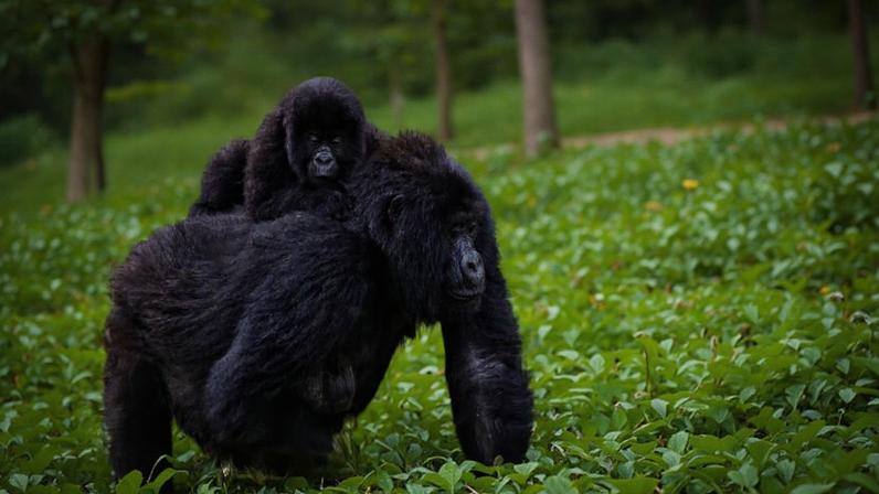 Just over 1,000 mountain gorillas remained in DRC’s Virunga National Park and Bwindi Impenetrable National Park as of 2018. Ebola infection would decimate populations: if just one contracted Ebola, it could “decimate the population,” with less than 20% projected to survive at 100 days post-infection.