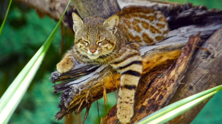 Estudo genético aponta risco de extinção para gato-pampas adaptado a manguezais