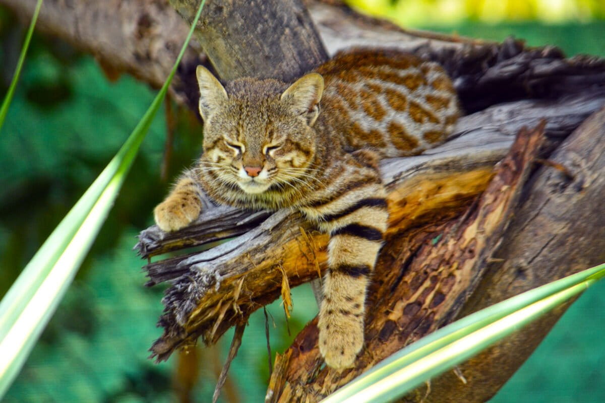 A desert pampas cat (Leopardus garleppi). A genetic study caused researchers to raise an alarm over a small, unique, dry mangrove-adapted population being genetically unhealthy, putting it at risk for local extinction.