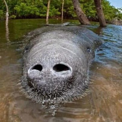 Perfuração da Amazônia exclui peixes-boi híbridos grandes para resgate