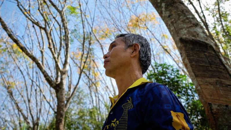 Sathit Phromraksa in his family’s rubber plantation in Krabi province in Thailand. Image by Carolyn Cowan/Mongabay.