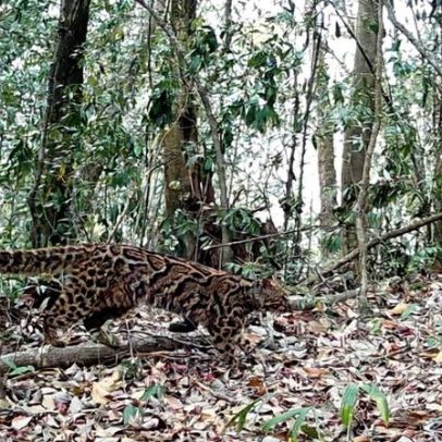Iniciativas comunitárias protegem gatos-marmoreados no nordeste da Índia