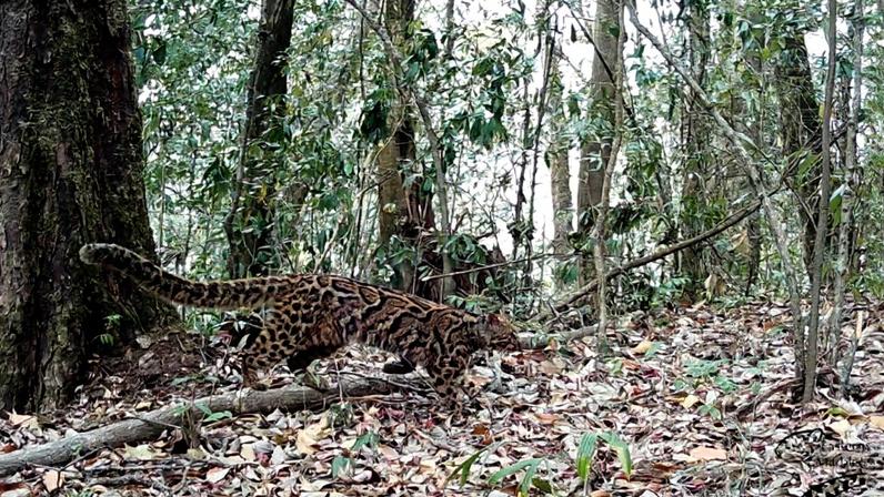 A marbled cat captured on camera trap in Nagaland. Image by Giridhar Malla.
