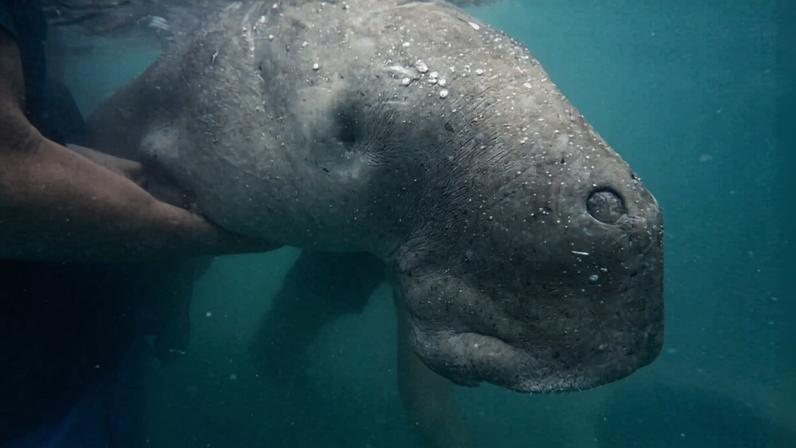 Comunidade insular na Tailândia protege e revive dugongs