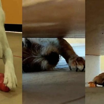 Como saber se um cachorro é destro ou canhoto, segundo a ciência