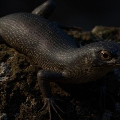 Evolução do lagarto endêmico de Fernando de Noronha