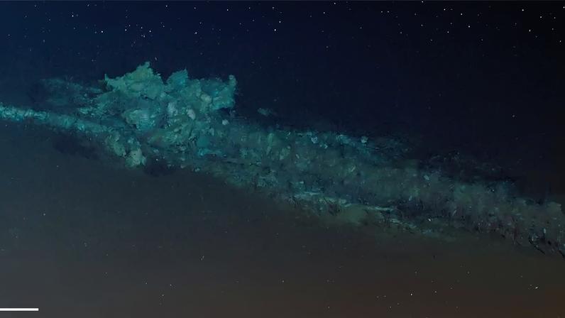 Centenas de carcaças de baleias são encontradas juntas no fundo do oceano