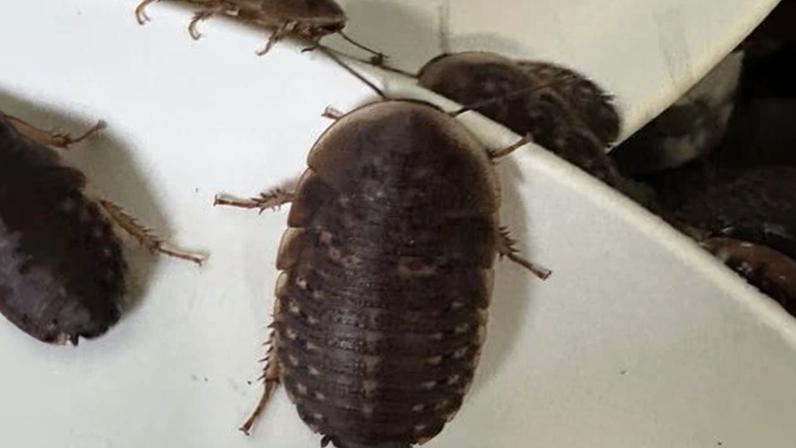 The seizure of 100,000 live, exotic cockroaches is the largest bust of illegal exotic invertebrates in Australia.