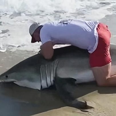 Tubarão branco raro é fisgado brevemente em Nantucket durante captura e soltura