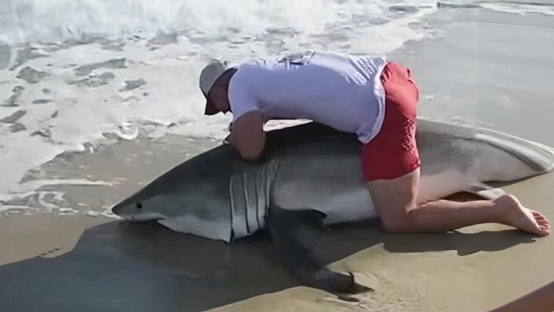 Tubarão branco raro é fisgado brevemente em Nantucket durante captura e soltura