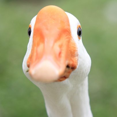 Especialistas dizem que masturbação entre pássaros é natural e não punível