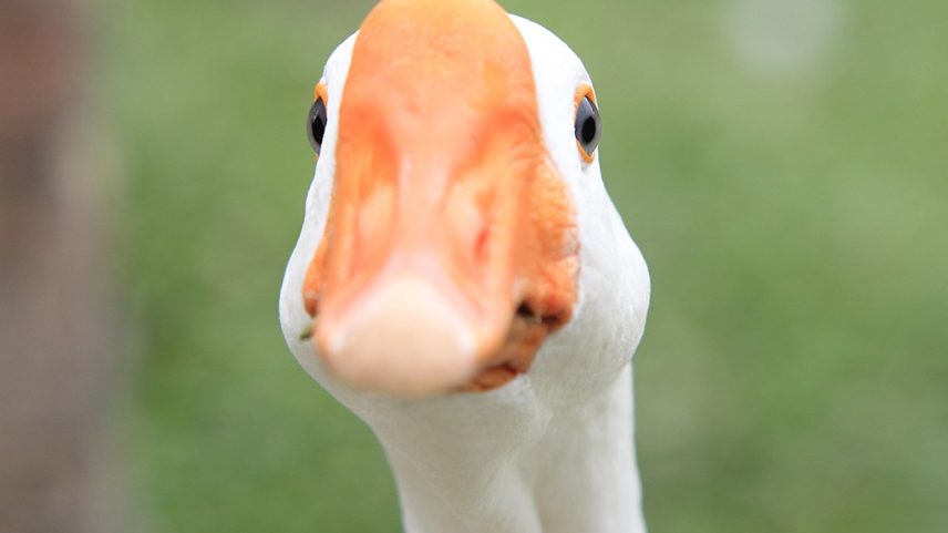 Especialistas dizem que masturbação entre pássaros é natural e não punível
