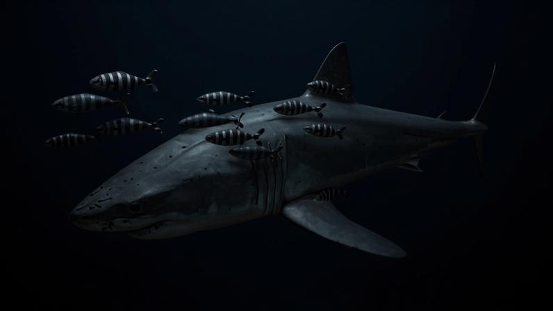Tubarão-branco nadando em águas azuis profundas, com vários peixes-piloto listrados em preto e branco ao seu redor