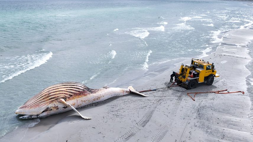 Uma baleia morta, com listras na barriga e pele clara, está encalhada na areia da praia, parcialmente na água. Um trator amarelo puxa a cauda da baleia com cordas, enquanto um homem de roupa escura opera o equipamento. O mar agitado e o céu nublado completam a cena.