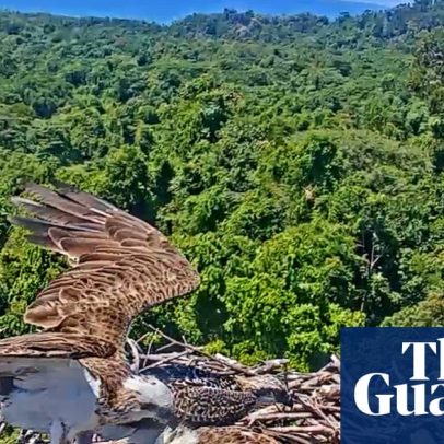 Câmera Osprey mostra vida de aves de rapina no topo de torre em Queensland