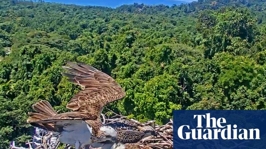 Mating pair of ospreys in the nest atop a crane in Queensland's Daintree rainforest
