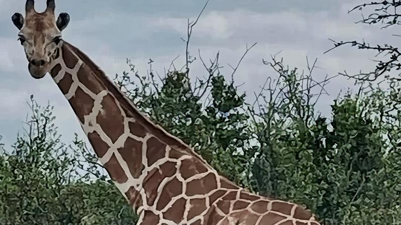Gracie the giraffe was missing for nearly two weeks.
