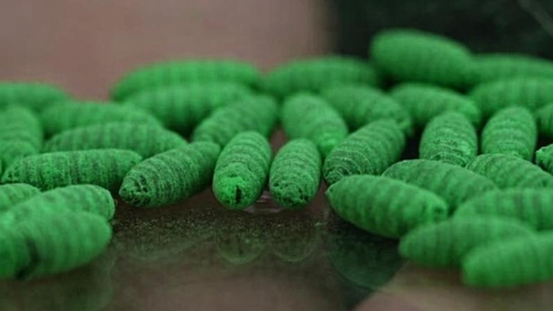 Dyed screwworm fly pupae are seen as a sterile fly dispersal station is placed by the US Department of Agriculture to combat the spread of the New World screwworm fly on grounds of a ranch near La Pryor, Texas, on 11 June 2026.