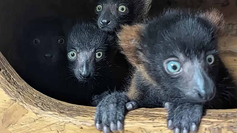 Shaldon Wildlife Trust Four small lemur babies huddles together in a wood box. The lemur at the front has its paws out of the box. They have big light blue and green eyes.
