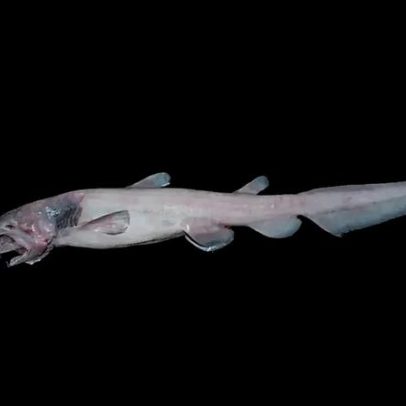 Tubarões-duende raríssimos são flagrados pela primeira vez em habitat natural