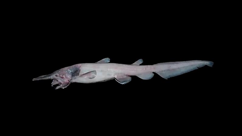 Tubarão-duende de corpo alongado e rosado, com focinho pontudo e boca aberta revelando dentes afiados, nadadeiras pequenas, em fundo preto