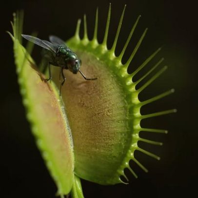 Como as plantas carnívoras se fecham tão rápido, explica a ciência