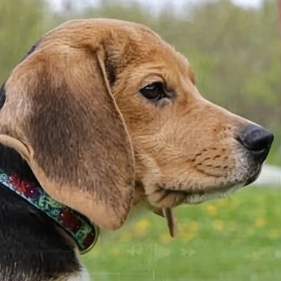 Centenas de cães vão a resgate com o fechamento de centro de pesquisa de beagles