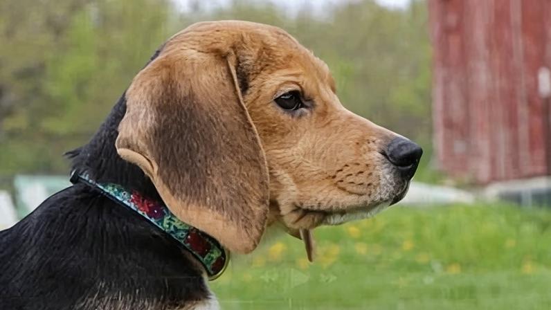 Centenas de cães vão a resgate com o fechamento de centro de pesquisa de beagles