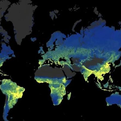 Redes subterrâneas de fungos chegam a 100 quatrilhões de km, aponta estudo