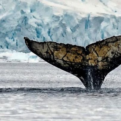 Proteger o krill antártico para a saúde de comunidades costeiras africanas