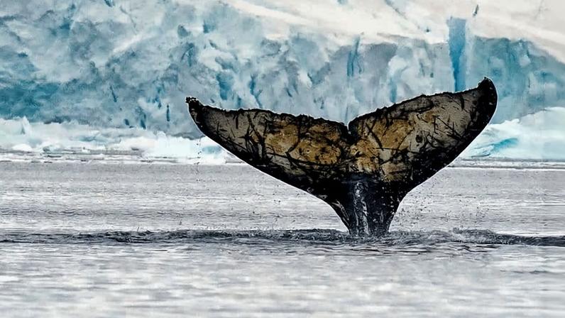A humpback whale fluke.