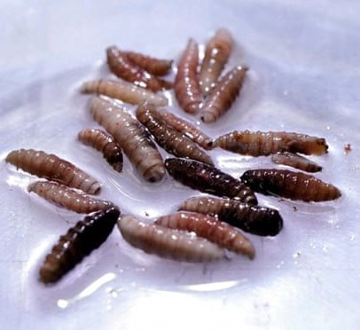 Parasita que consome carne, já erradicado, é encontrado em bezerro no Texas