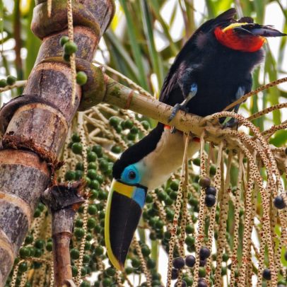 Demanda crescente por açaí ameaça diversidade de aves na Amazônia