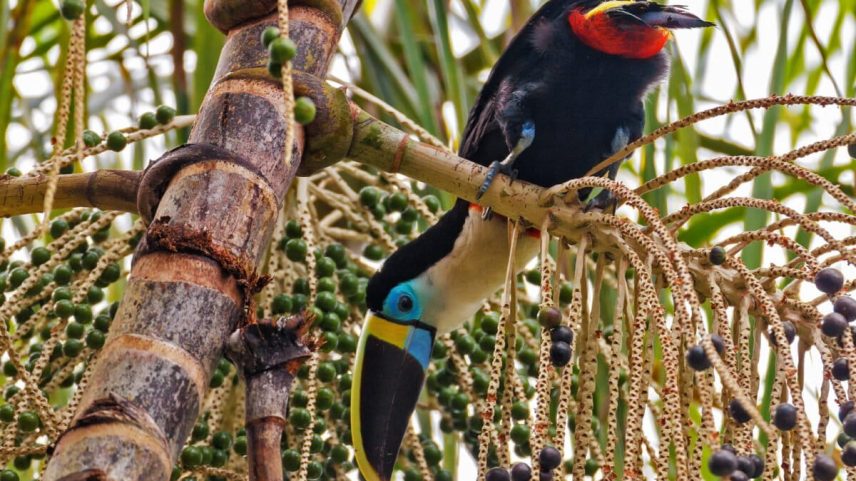 Birds like the white-throated toucan (Ramphastos tucanus), which builds its nests in the hollows of tall trees, can no longer find them for nesting.