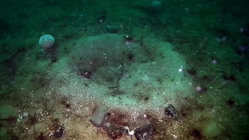 Fundo marinho atingido pela pesca apresenta sinais de recuperação