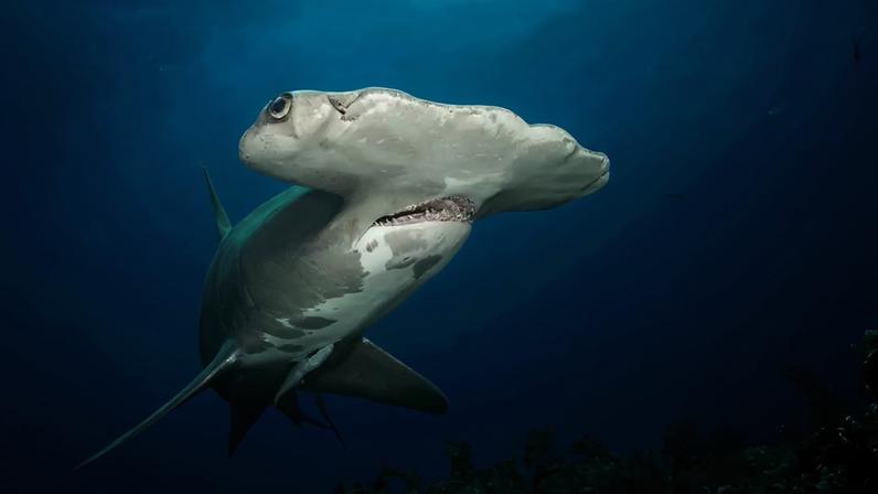 Um tubarão-martelo cinza e branco nada em águas azuis profundas, com a cabeça larga e achatada em destaque. Sua boca está ligeiramente aberta, revelando dentes. No canto inferior direito, há corais escuros e um pequeno peixe azul. A luz do sol penetra a superfície da água no topo.
