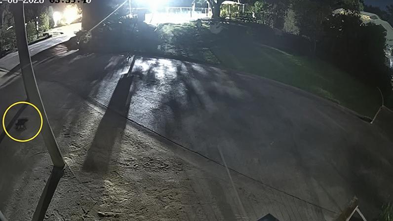 Busca em andamento após diabo-da-Tasmânia fugir de parque na Gold Coast